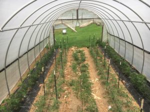 Crawdad Hoop House in progress