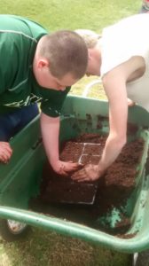 Sifting soil, filling flats