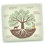 An Agroforestry Overview