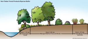 Riparian Forest Buffers