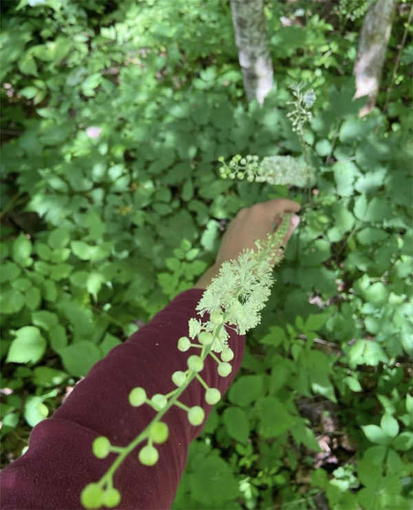 Black Cohosh (Actaea racemosa) - Image 3