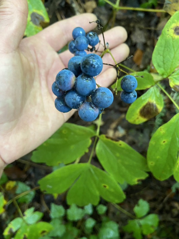 Blue Cohosh (Caulophyllum thalictroides)