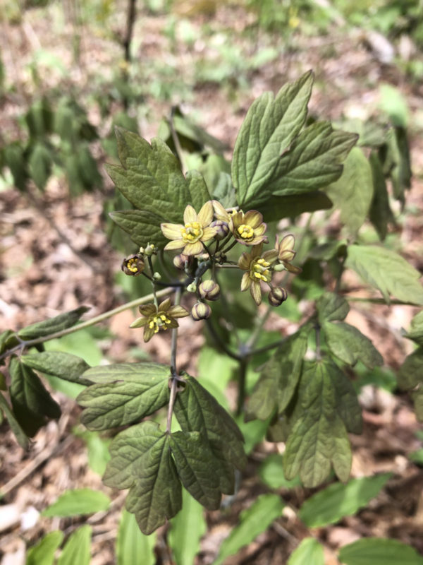 Blue Cohosh (Caulophyllum thalictroides) - Image 4