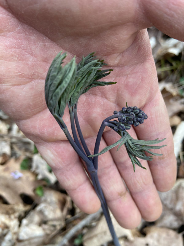Blue Cohosh (Caulophyllum thalictroides) - Image 3