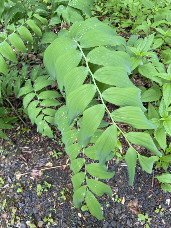 Solomon’s Seal (Polygonatum biflorum) - Image 3