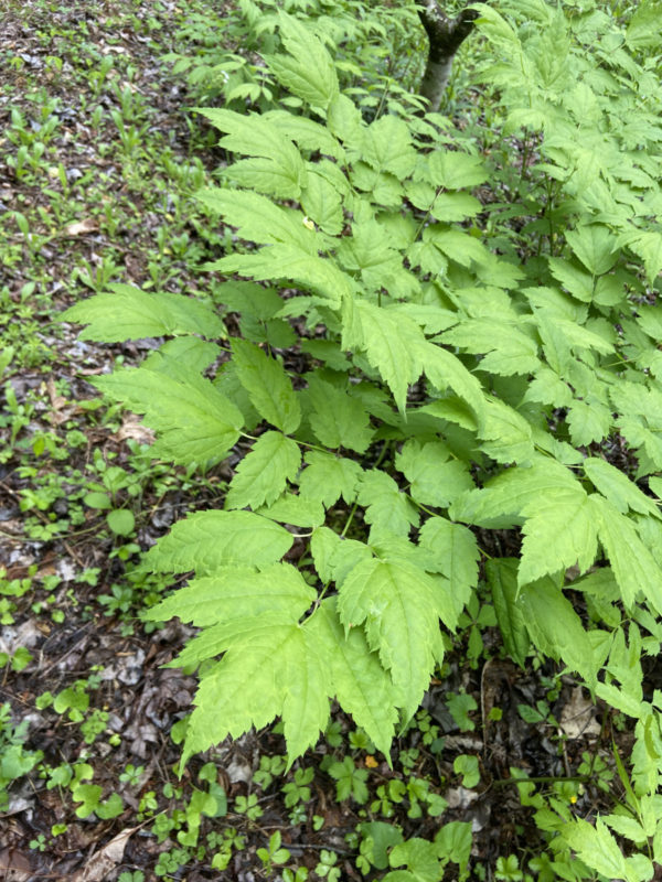 Black Cohosh (Actaea racemosa) - Image 2