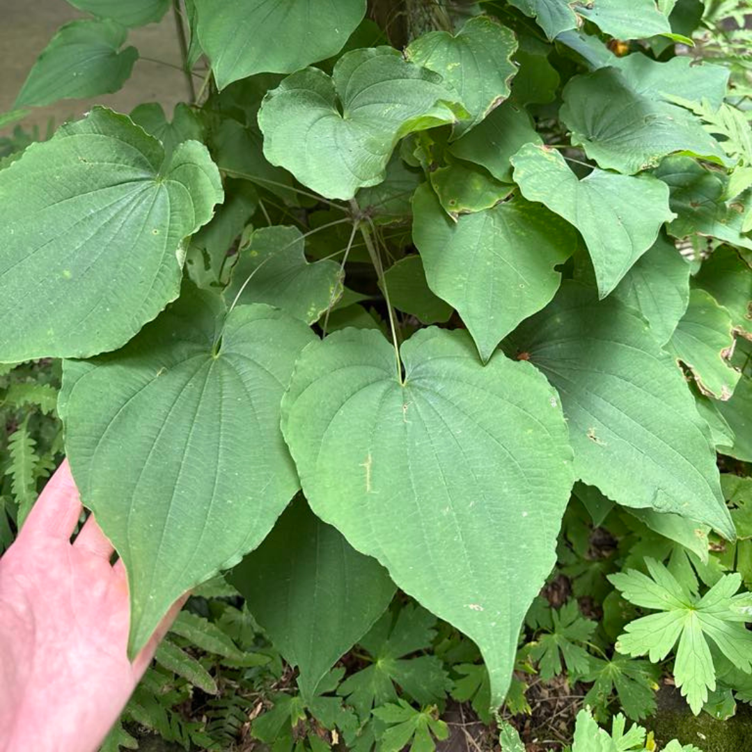 Wild Yam (Dioscorea villosa) - Image 2