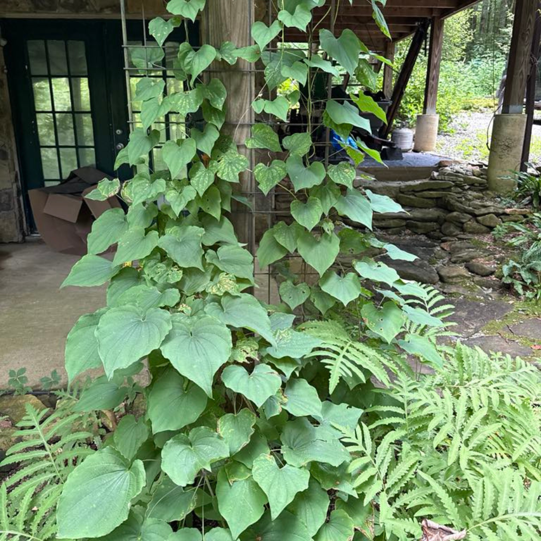 Wild Yam (Dioscorea villosa) - Image 3