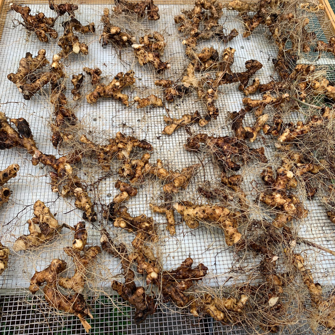 Wild Yam (Dioscorea villosa) - Image 4