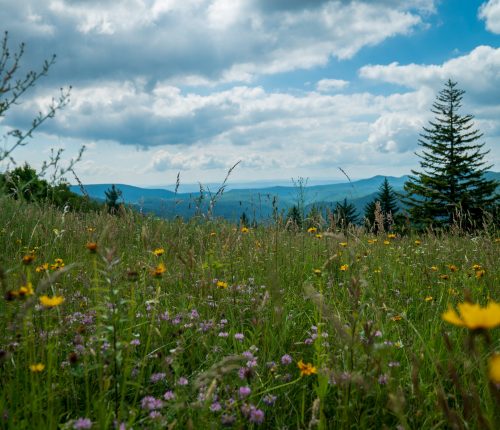 The Highland Scenic Highway is a designated National Scenic Byway that extends 43 miles from Richwood to US Route 219, north of Marlinton. Four scenic overlooks provide a comfortable rest stop, with panoramic views of the surrounding mountains and valleys. The Highway traverses the mountainous terrain of the Allegheny Highlands and Plateau, and rises from 2,325 feet near Richwood to more than 4,500 feet. (USDA Forest Service photo by Tanya E Flores)
